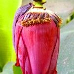 Musa acuminata 花