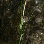 Carex grioletii Žiedas