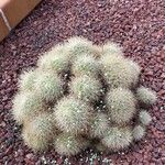 Mammillaria decipiens Foglia