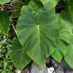 Colocasia esculenta List