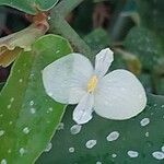 Begonia coccinea ফুল