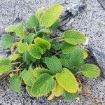 Stachys maritima Leaf