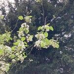 Pyrus calleryana Flor