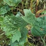 Arnoglossum atriplicifolium Hoja