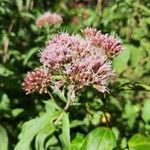 Eupatorium cannabinumFlower