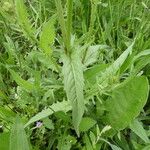 Crepis setosa Bark