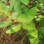 Paropsia brazzaeana Frunză