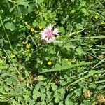 Centaurea cyanus 花