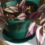 Tradescantia zebrina برگ