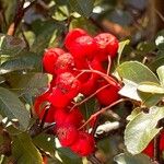Pyracantha koidzumii Sonstige