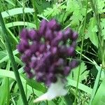 Allium rotundum Fleur