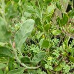 Vicia lens Hoja