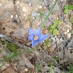 Nemastylis geminiflora Flor