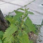 Urtica pilulifera Gyümölcs