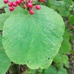 Viburnum lantanoidesপাতা