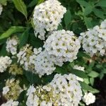 Spiraea cantoniensis ফুল