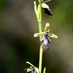 Ophrys insectifera Fula