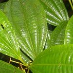 Miconia rubescens List