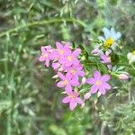 Centaurium erythraeaFlor