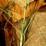 Lasiurus scindicus Leaf