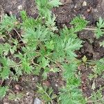 Potentilla supina Blad