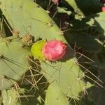 Opuntia elatior Frukt