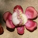 Couroupita guianensis Virág