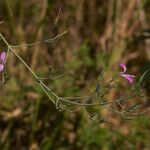 Dicliptera hensii Flower