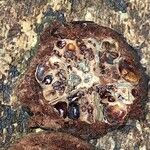 Sacoglottis gabonensis Frukto