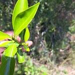 Coptosperma graveolens Liść