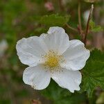 Rubus deliciosus Bloem