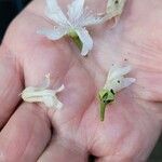 Hoheria sexstylosa 花