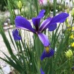 Iris spuria Bloem