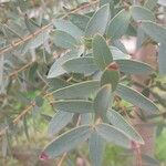 Eucalyptus parvula Hoja