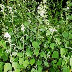 Althaea officinalis Habitus