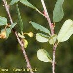 Cotoneaster uniflorus Diğer