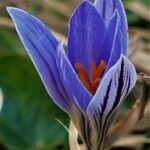 Crocus reticulatus Floare