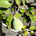 Ficus pumila Fruit