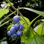 Miconia heteroclita Fruchs