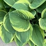 Hosta sieboldiana Folha