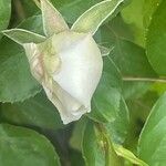 Rosa spp. Kvet