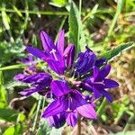 Campanula glomerata Flor