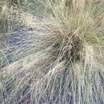 Muhlenbergia capillaris পাতা