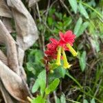 Amasonia campestris Flower
