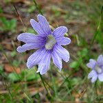 Pinguicula caerulea