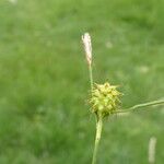 Carex lepidocarpa Blomma