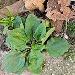 Plantago majorLevél