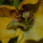 Verbascum creticum Flor