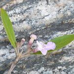 Vitex gardneriana