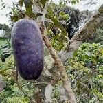 Dacryodes edulis Fruit